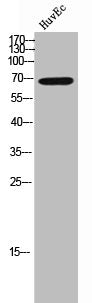 Western Blot analysis of HuvEc cells using APS Polyclonal Antibody
