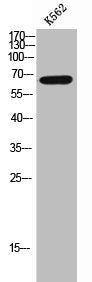 Western Blot analysis of K562 cells using Phospho-PDLIM5 (Y251) Polyclonal Antibody