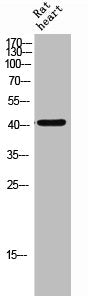 Western Blot analysis of RAT-HEART cells using Hexim1 Polyclonal Antibody