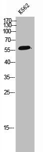 Western Blot analysis of K562 cells using POLR3C Polyclonal Antibody