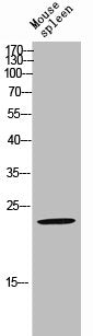 Western Blot analysis of MOUSE-SPLEEN cells using RRP22 Polyclonal Antibody