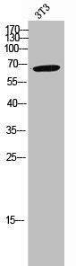 Western Blot analysis of 3T3 cells using RGS14 Polyclonal Antibody
