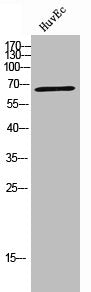 Western Blot analysis of HuvEC cells using IGF2-BP2 Polyclonal Antibody