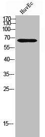 Western Blot analysis of HuvEc cells using CaMKIIβ Polyclonal Antibody