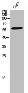 Western Blot analysis of COS7 cells using Phospho-DNAM-1 (S329) Polyclonal Antibody