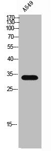 Western Blot analysis of A549 cells using CGREF1 Polyclonal Antibody