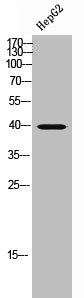 Western Blot analysis of HepG2 cells using Gβ 5 Polyclonal Antibody