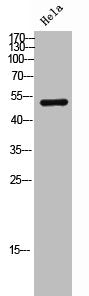Western Blot analysis of hela cells using DNA pol δ3 Polyclonal Antibody