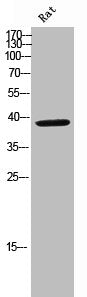 Western Blot analysis of rat cells using NUDC Polyclonal Antibody