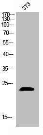 Western Blot analysis of 3T3 cells using Phospho-p23 (S113) Polyclonal Antibody