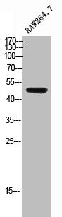 Western Blot analysis of RAW264.7 cells using TCFL5 Polyclonal Antibody