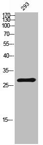 Western Blot analysis of 293 cells using Grap Polyclonal Antibody