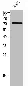 Western Blot analysis of HuvEc cells using Calpain 9 Polyclonal Antibody