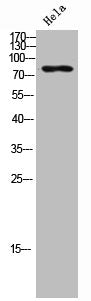 Western Blot analysis of HeLa cells using ARPP-21 Polyclonal Antibody