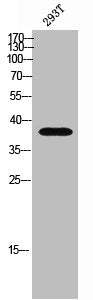 Western Blot analysis of 293T cells using Olfactory receptor 5I1 Polyclonal Antibody
