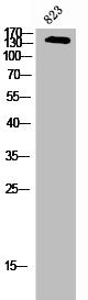 Western Blot analysis of NIH-3T3 cells using USP19 Polyclonal Antibody