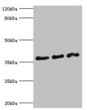 Western blot All lanes: DFFA antibody at 10ug/ml Lane 1: Hela whole cell lysate Lane 2: 293T whole cell lysate Lane 3: PC-3 whole cell lysate Secondary Goat polyclonal to rabbit IgG at 1/10000 dilution Predicted band size: 37, 30 kDa Observed band...