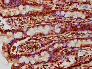 IHC image of CSB-PA006738LA01HU diluted at 1:10 and staining in paraffin-embedded human small intestine tissue performed on a Leica BondTM system. After dewaxing and hydration, antigen retrieval was mediated by high pressure in a citrate buffer (p...