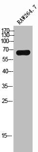 Western Blot analysis of RAW264.7 cells using ME3 Polyclonal Antibody