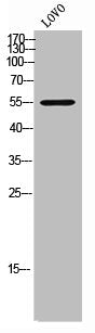 Western Blot analysis of LOVO cells using MRP-S30 Polyclonal Antibody