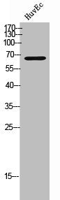 Western Blot analysis of HUVEC cells using MALT1 Polyclonal Antibody