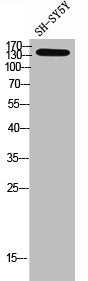 Western Blot analysis of SH-SY5Y cells using NTE Polyclonal Antibody