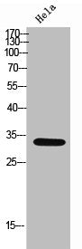 Western Blot analysis of HeLa cells using SRp46 Polyclonal Antibody