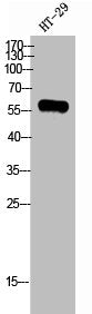 Western Blot analysis of HT-29 cells using GPR75 Polyclonal Antibody