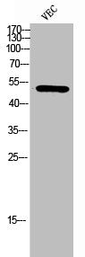Western Blot analysis of VEC cells using ACOT2 Polyclonal Antibody