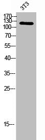 Western Blot analysis of 3T3 cells using LEKTI Polyclonal Antibody