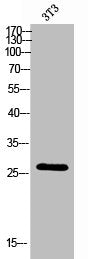 Western Blot analysis of 3T3 cells using KDEL Receptor 3 Polyclonal Antibody