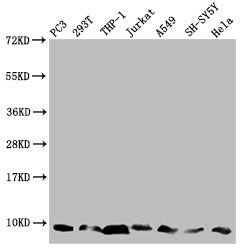 Western Blot Positive WB detected in: PC-3 whole cell lysate, 293T whole cell lysate, THP-1 whole cell lysate, Jurkat whole cell lysate, A549 whole cell lysate, SH-SY5Y whole cell lysate, Hela whole cell lysate All lanes: MP68 antibody at 1:2000 S...