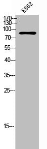 Western Blot analysis of K562 cells using Stonin-1 Polyclonal Antibody
