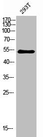 Western Blot analysis of 293T cells using Phospho-Chk1 (S280) Polyclonal Antibody