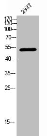 Western Blot analysis of 293T cells using Phospho-Chk1 (S301) Polyclonal Antibody