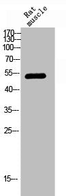 Western Blot analysis of RAT-MUSLE cells using Chk1 Polyclonal Antibody