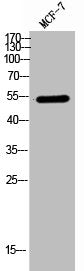 Western Blot analysis of MCF7 cells using Chk1 Polyclonal Antibody