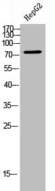 Western Blot analysis of HepG2 cells using FAF1 Polyclonal Antibody