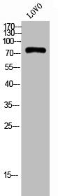 Western Blot analysis of LOVO cells using Calpain 10 Polyclonal Antibody