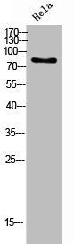 Western Blot analysis of HeLa cells using DNA pol ι Polyclonal Antibody