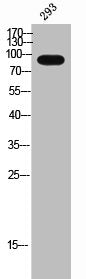 Western Blot analysis of 293 cells using Gemin3 Polyclonal Antibody