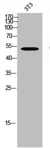 Western Blot analysis of 3T3 cells using MKP-5 Polyclonal Antibody