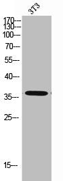 Western Blot analysis of 3T3 cells using CA VB Polyclonal Antibody