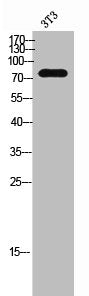 Western Blot analysis of 3T3 cells using MAN1B1 Polyclonal Antibody
