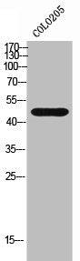 Western Blot analysis of COLO205 cells using Histamine H3 Receptor Polyclonal Antibody