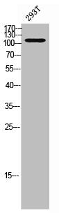 Western Blot analysis of 293T cells using Ataxin-2L Polyclonal Antibody