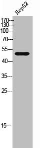 Western Blot analysis of HepG2 cells using mAChR M1 Polyclonal Antibody