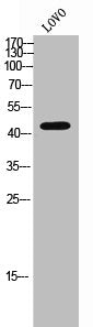 Western Blot analysis of LOVO cells using VPS26B Polyclonal Antibody