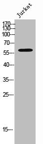 Western Blot analysis of Jurkat cells using mAChR M5 Polyclonal Antibody