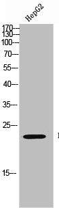Western Blot analysis of HEPG2 cells using HP1γ Polyclonal Antibody